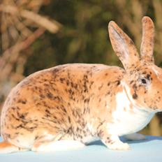 Kanin Villads Eyes Of A Tiger