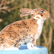 Kanin Villads Eyes Of A Tiger