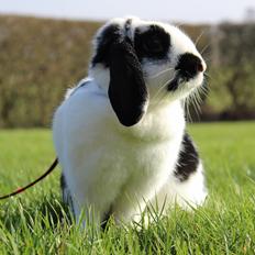 Kanin - Sunsides Silent Power