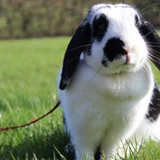 Kanin - Sunsides Silent Power