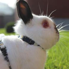 Kanin - Aasens Jango