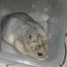 Dværghamster Tusse´s Molly
