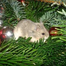 Dværghamster Tusse´s Molly