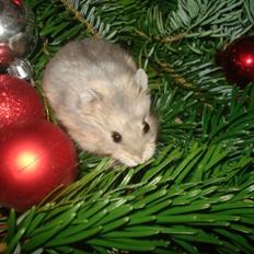 Dværghamster Tusse´s Molly