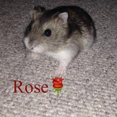 Dværghamster Rose