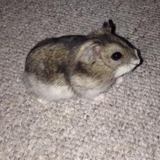 Dværghamster Rose