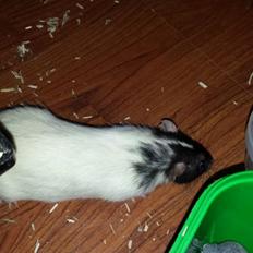 Tamrotte Mørch's Prince George (Tom)