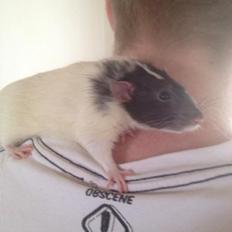 Tamrotte Mørch's Prince George (Tom)