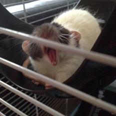 Tamrotte Mørch's Prince George (Tom)