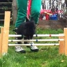 Kanin zeva | Blanding