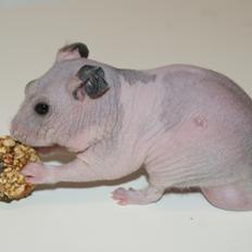 Hamster Gynter