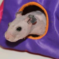 Hamster Gynter