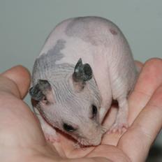 Hamster Gynter