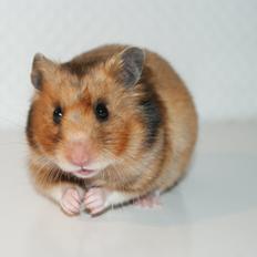 Hamster Adele