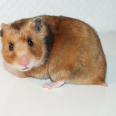 Hamster Adele