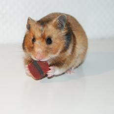 Hamster Adele
