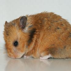 Hamster Akeela