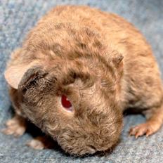 Marsvin Koreskas ÅGERKARL