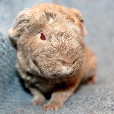 Marsvin Koreskas ÅGERKARL