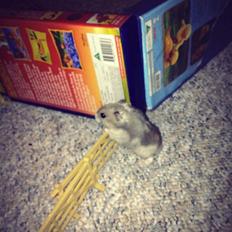 Dværghamster Schikira