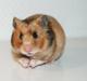 Hamster Adele