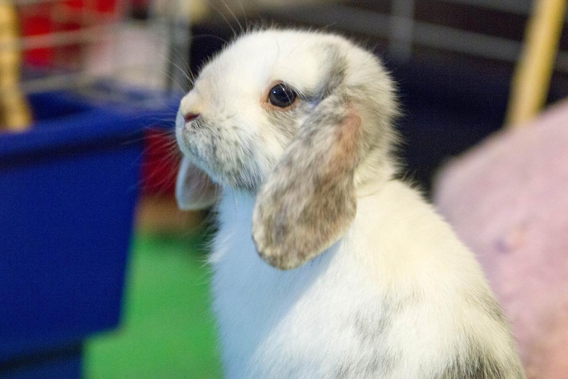 Kanin Vindeholme's Aya - Smukke Aya,. billede 10