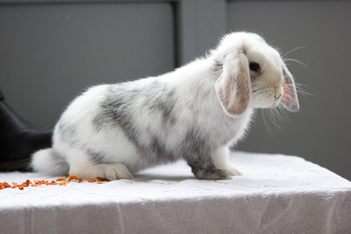 Kanin Vindeholme's Aya - Aya i Schæfer stilling, haha. billede 11