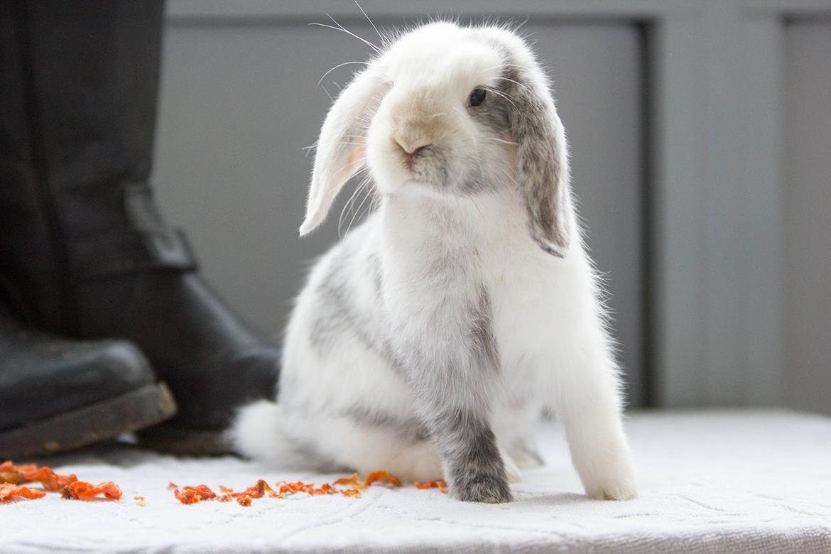 Kanin Vindeholme's Aya - Fine Aya. billede 12