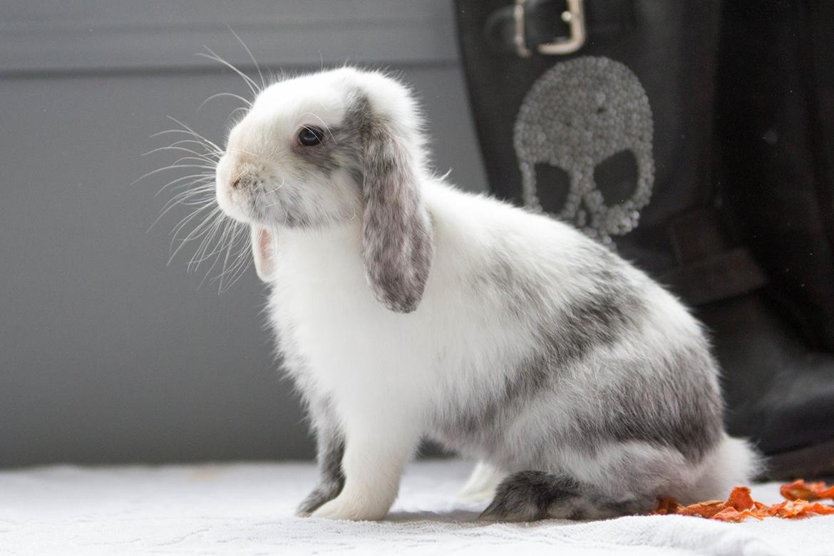 Kanin Vindeholme's Aya billede 13