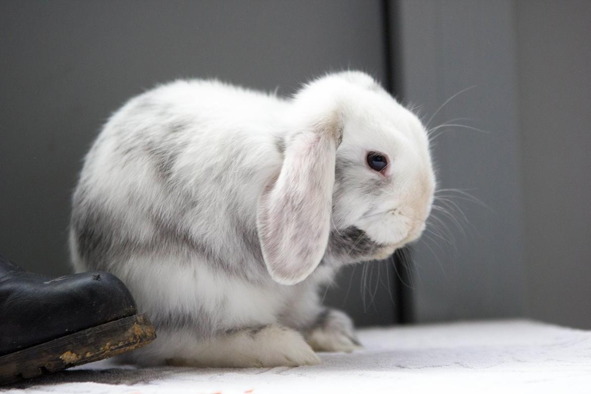 Kanin Vindeholme's Aya - Vasker sig billede 14