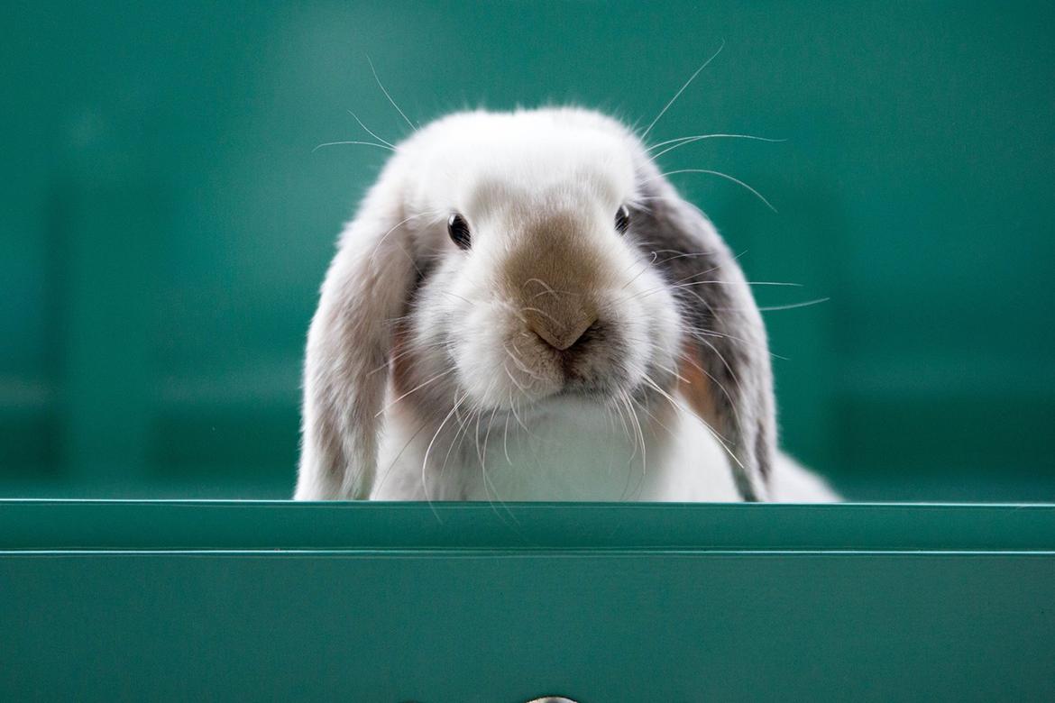 Kanin Vindeholme's Aya billede 15