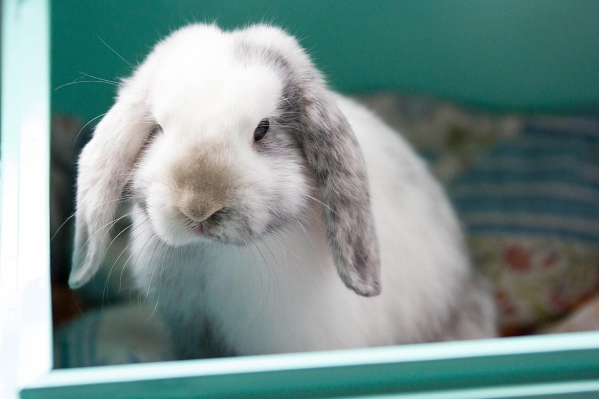 Kanin Vindeholme's Aya billede 16