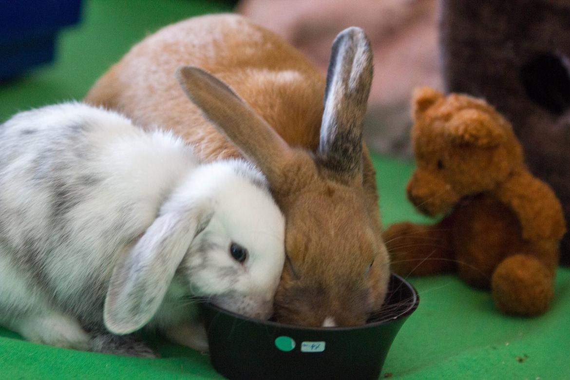 Kanin Vindeholme's Aya - Elliott og Aya spiser sammen :) billede 17