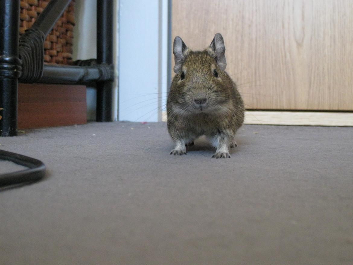 Degu Theodor billede 4