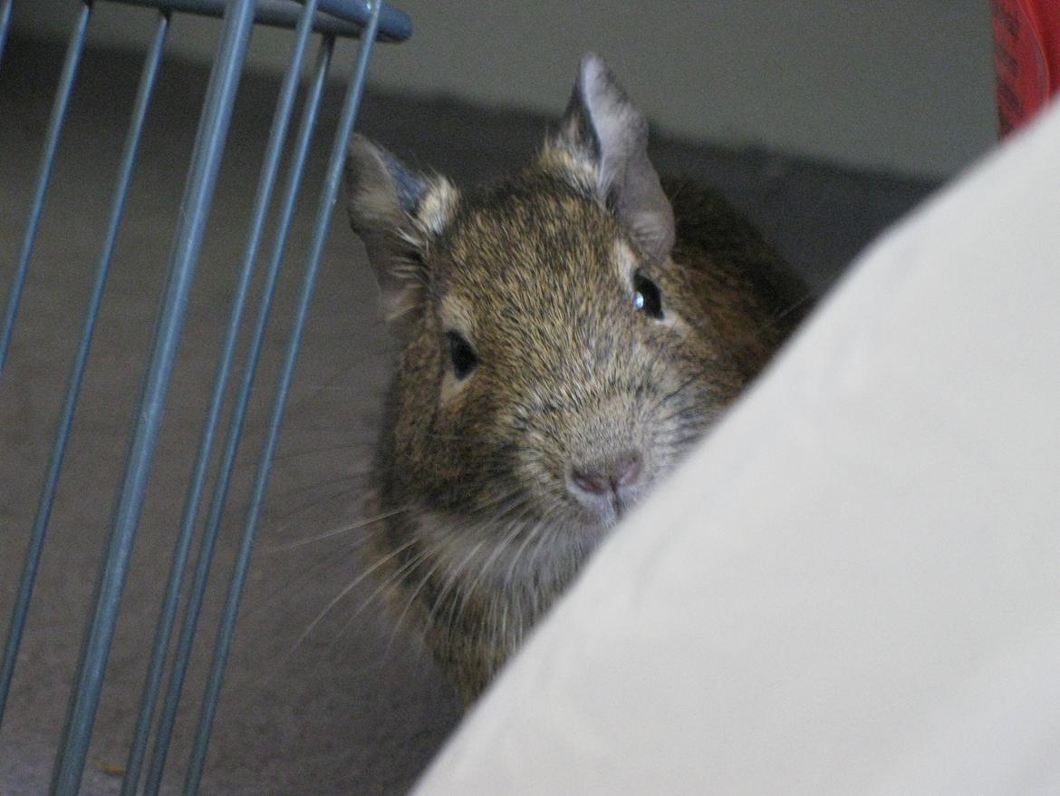 Degu Theodor billede 5