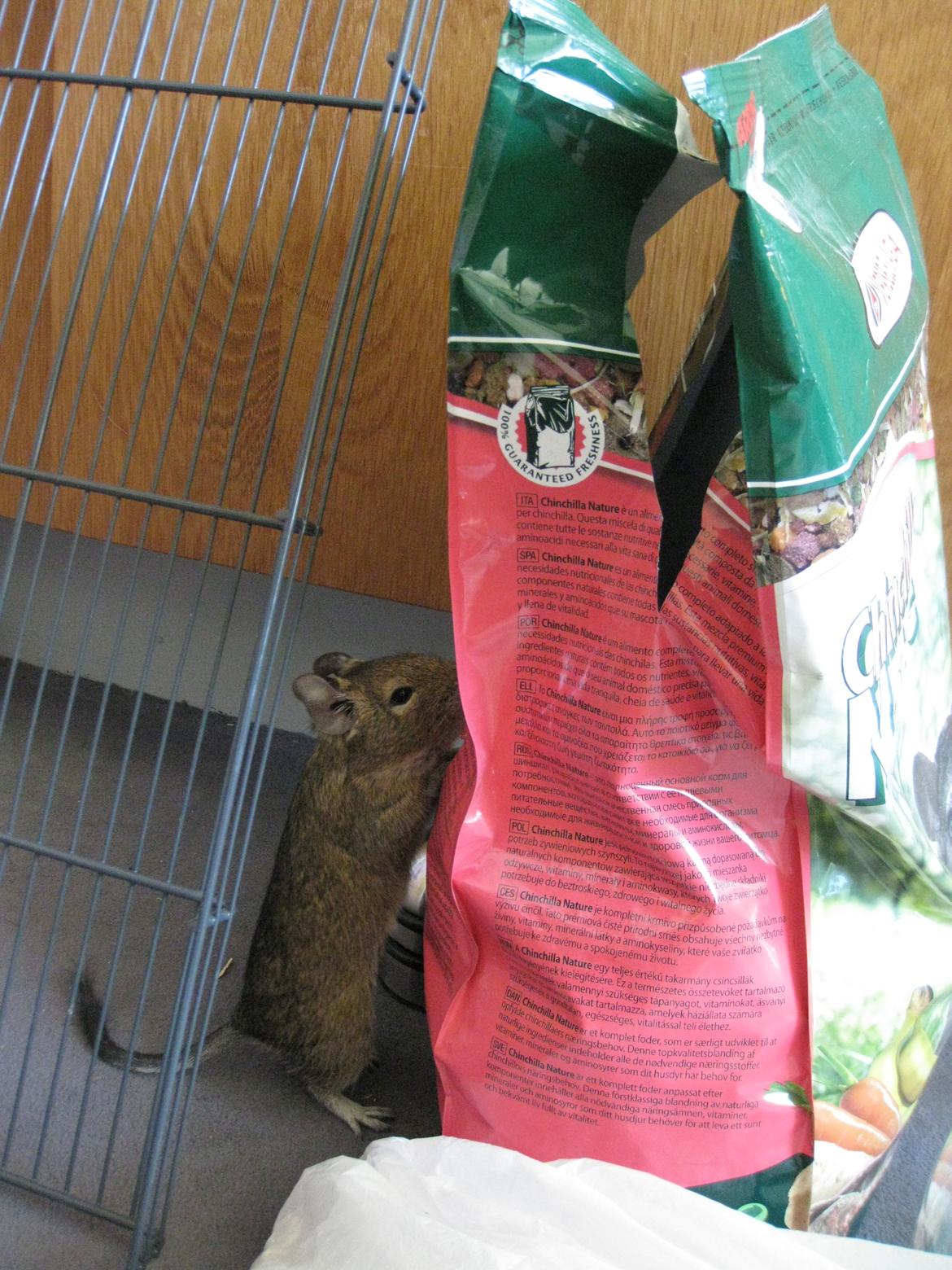 Degu Theodor billede 6