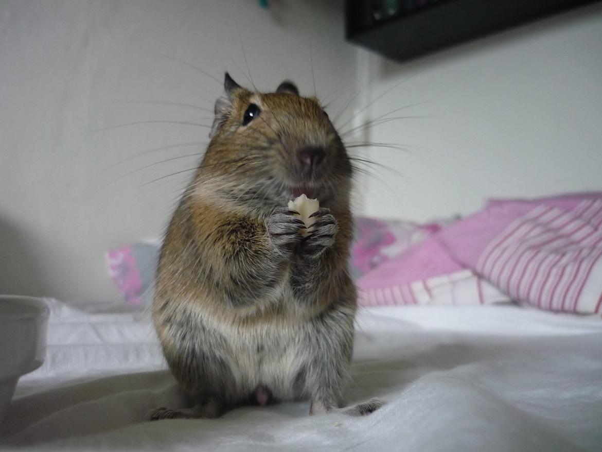 Degu Theodor billede 1