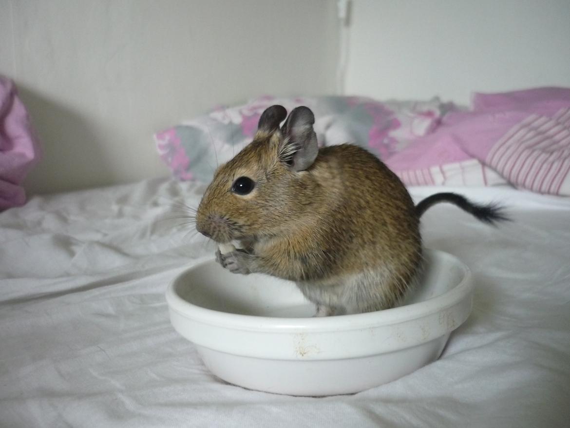Degu Theodor billede 3