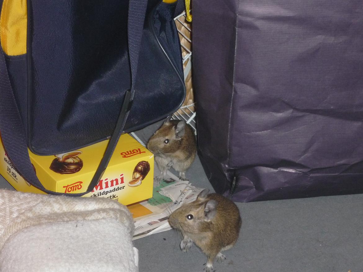 Degu Theodor billede 7