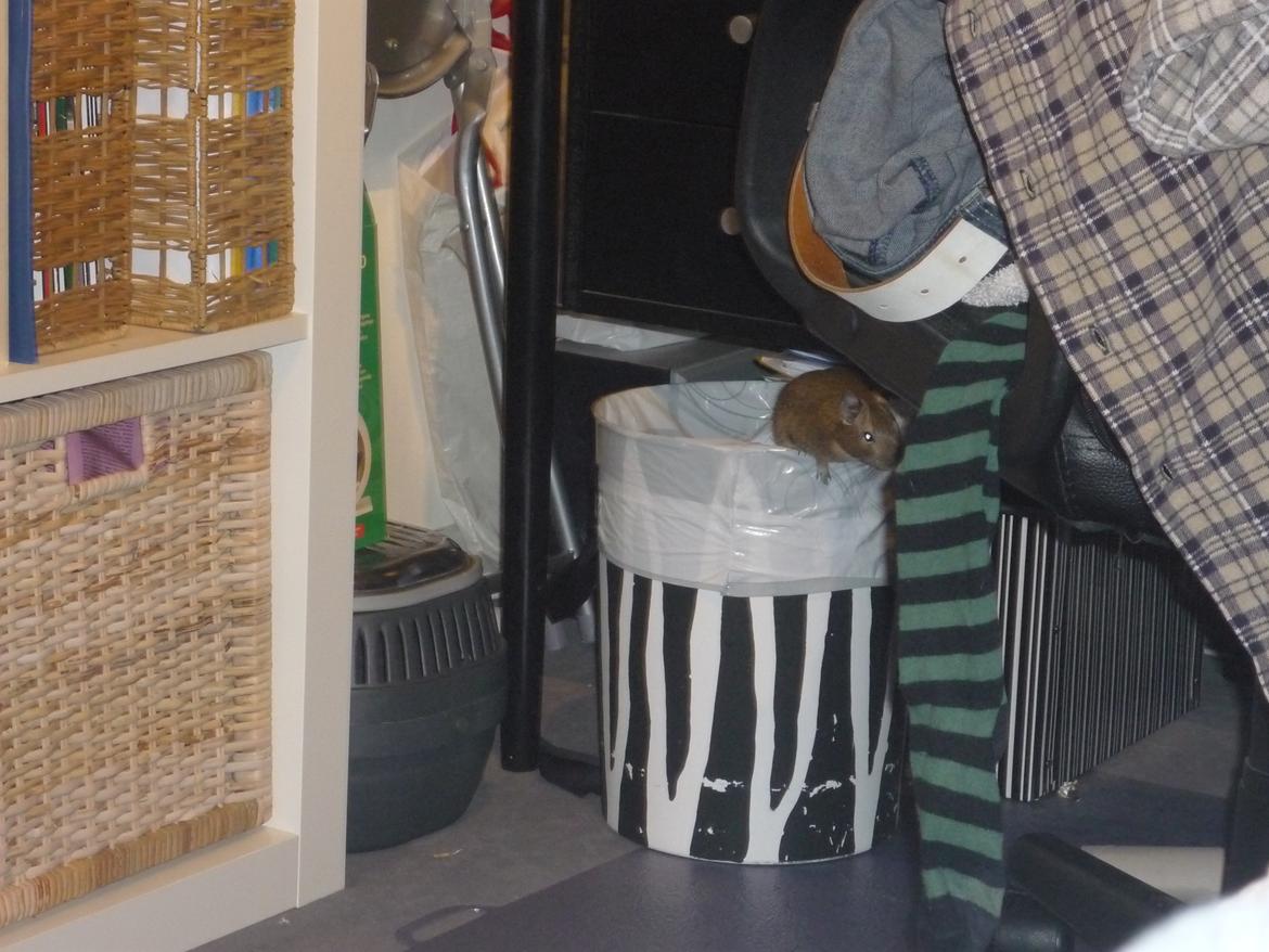 Degu Theodor billede 8