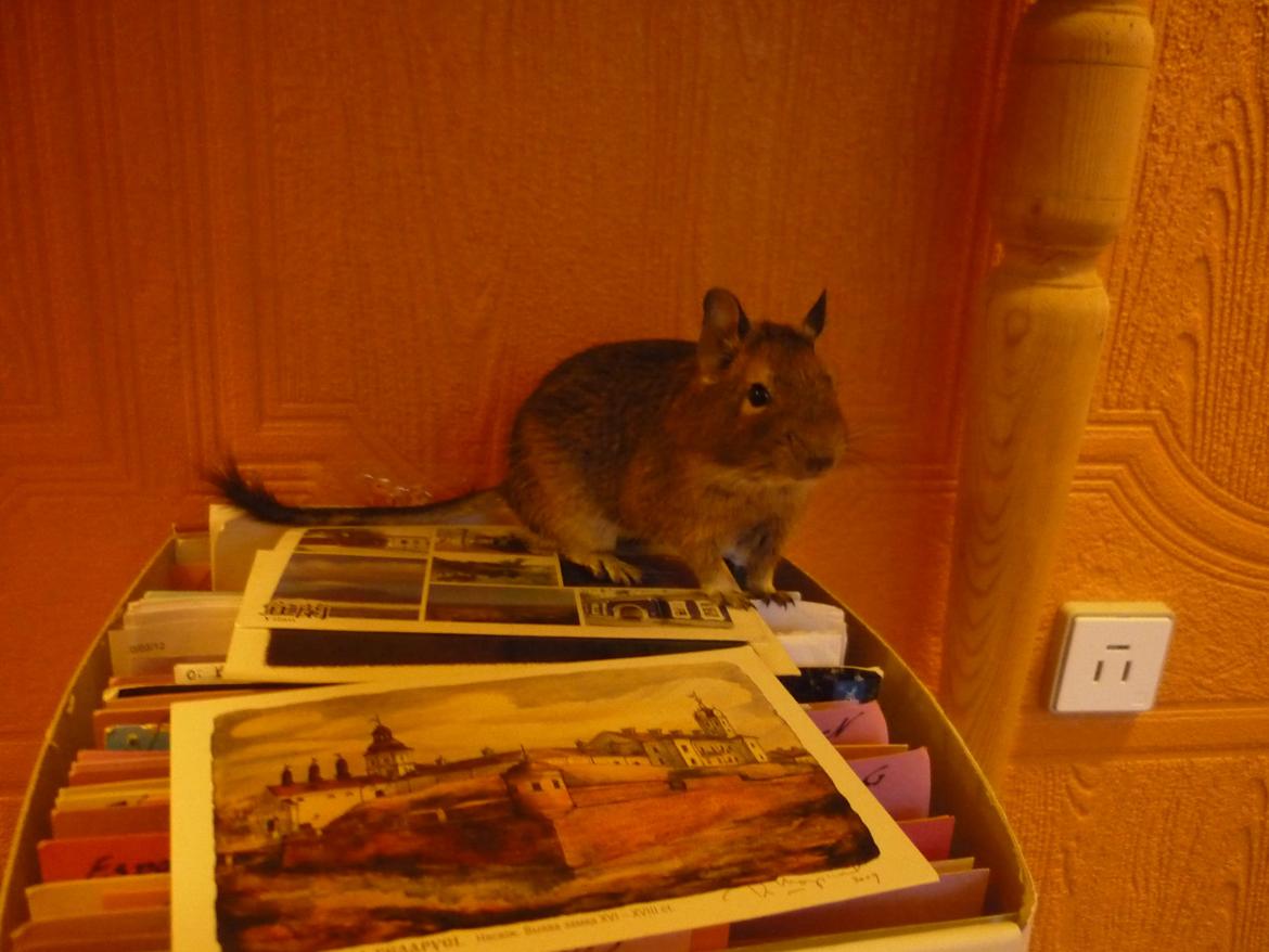 Degu Theodor billede 9