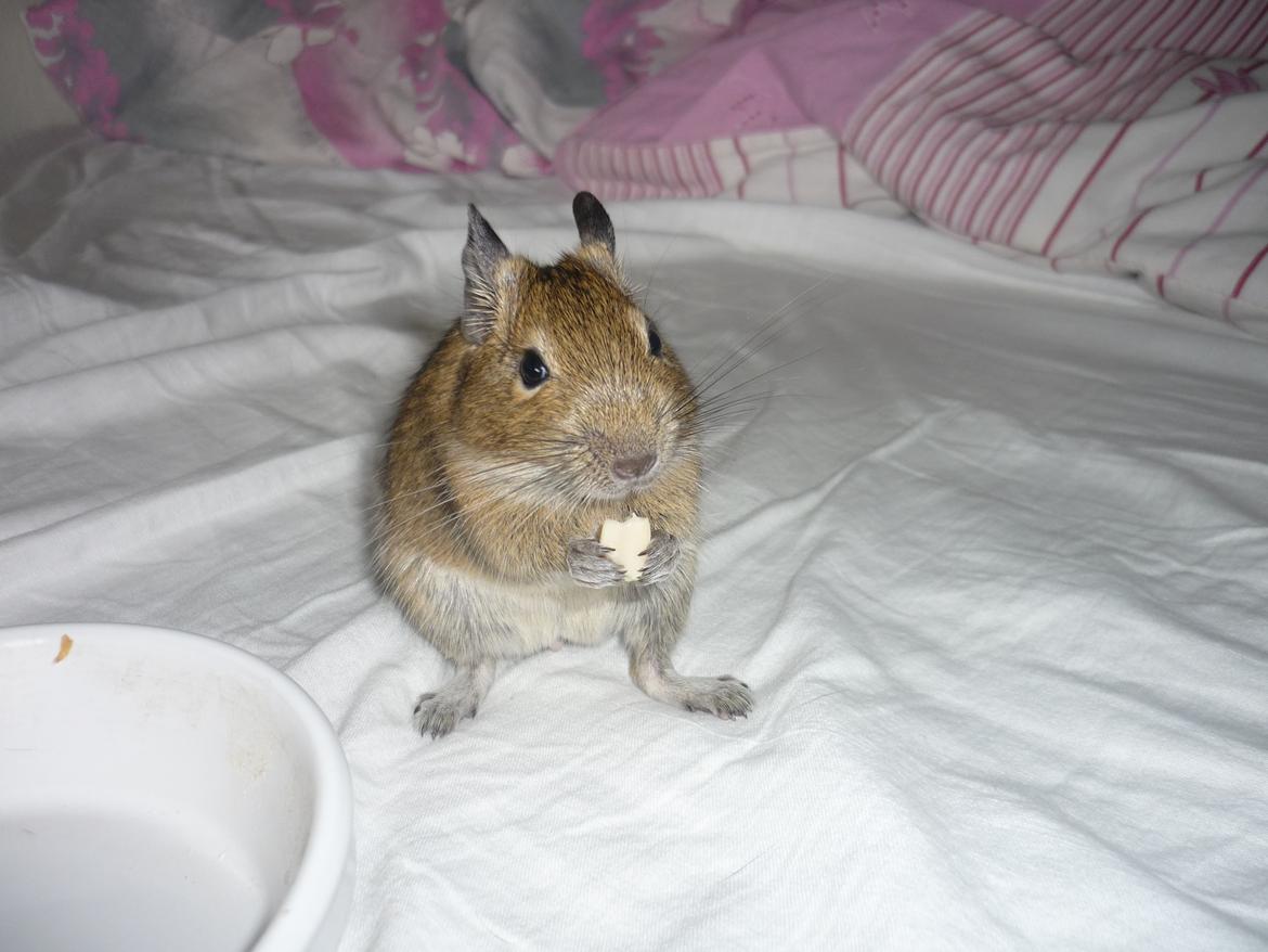 Degu Theodor billede 2