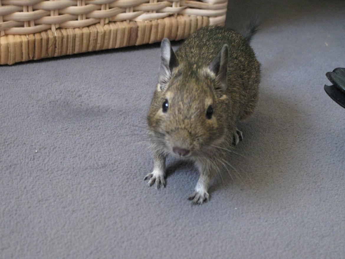 Degu Thor billede 8