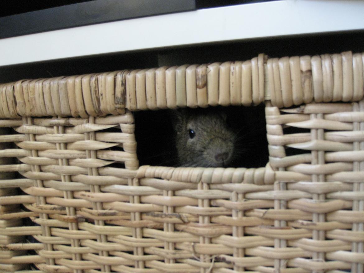 Degu Thor billede 10