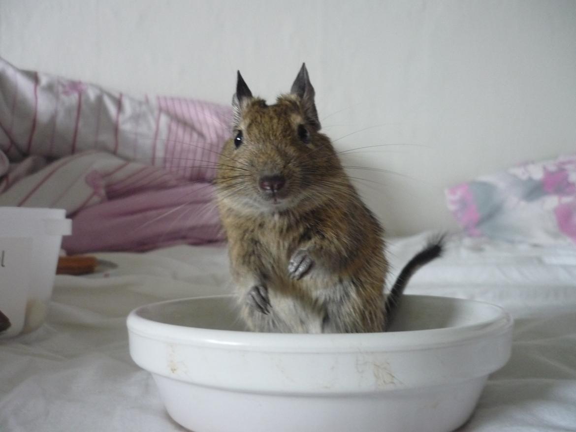 Degu Thor billede 1