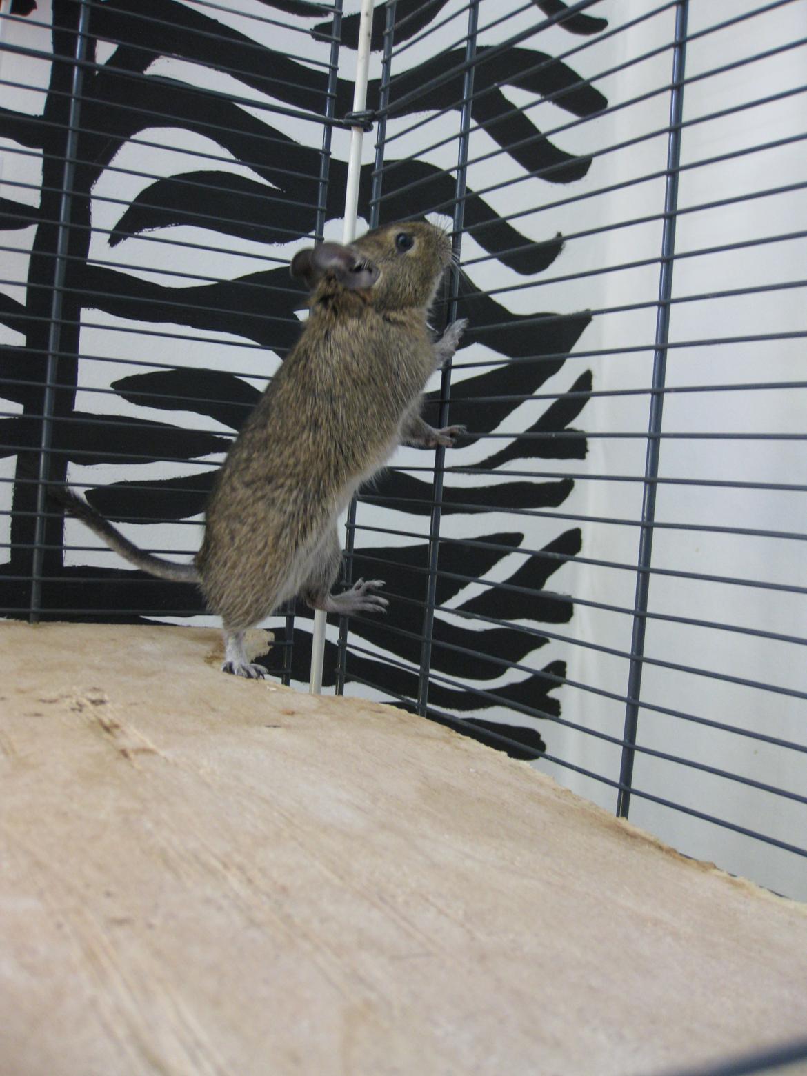 Degu Thor billede 9