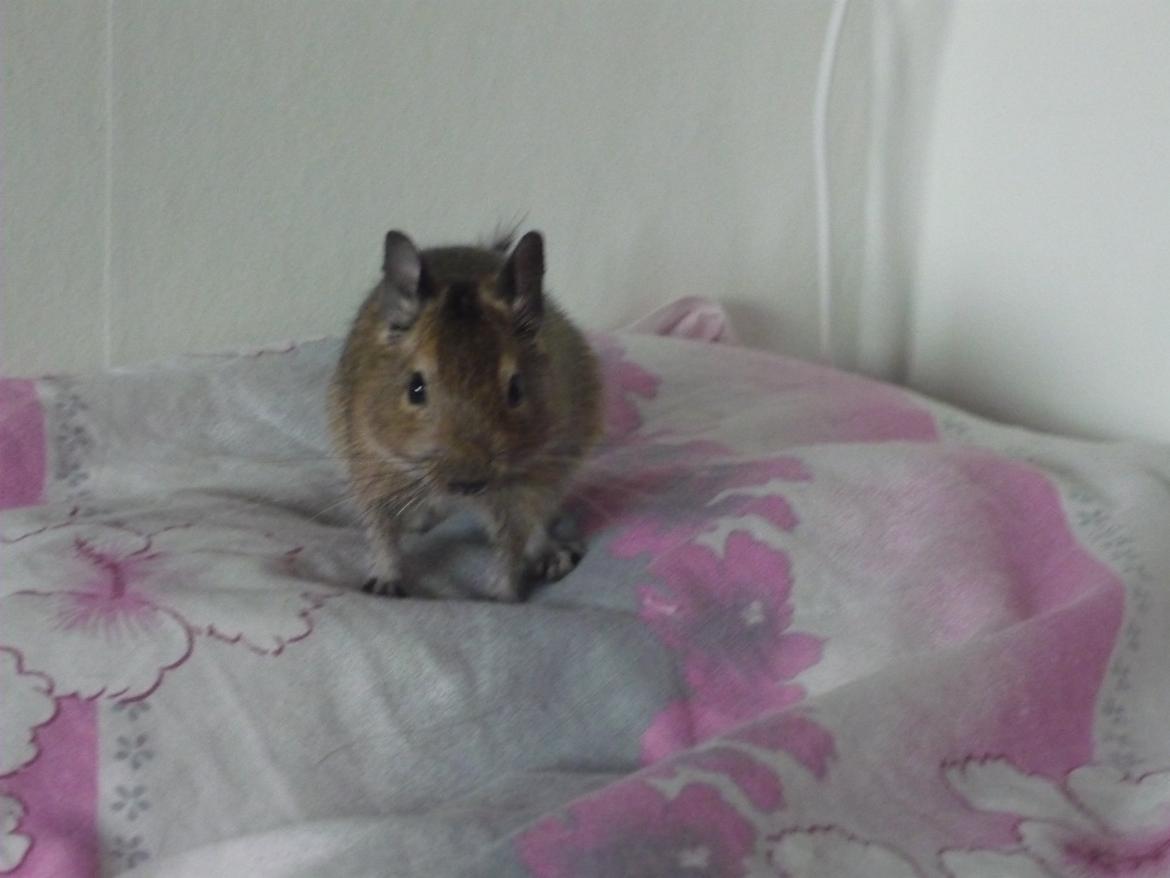 Degu Thor billede 4
