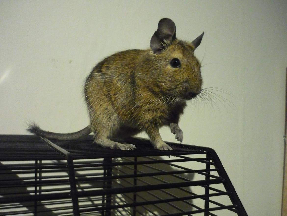 Degu Thor billede 5