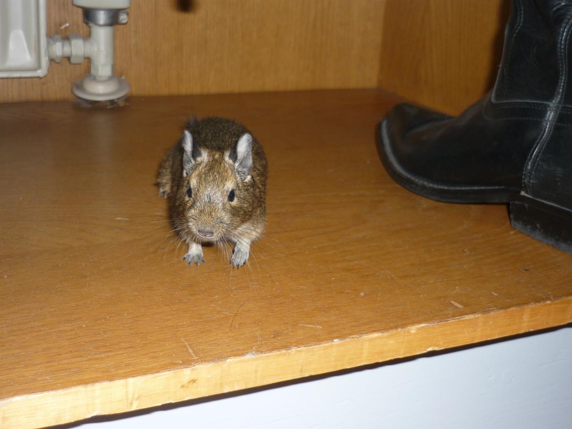 Degu Thor billede 7