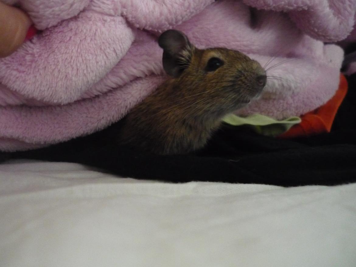 Degu Thor billede 2